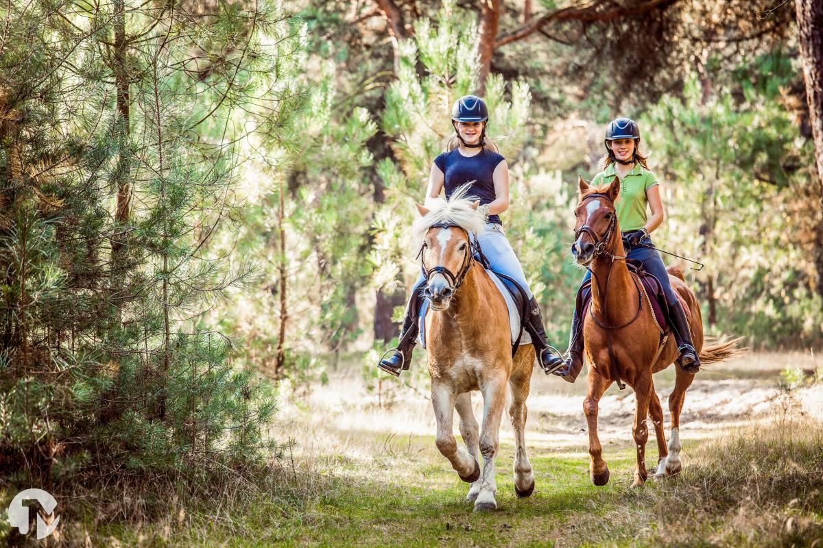 Dieren fotografie in de Loonse en Drunense duinen