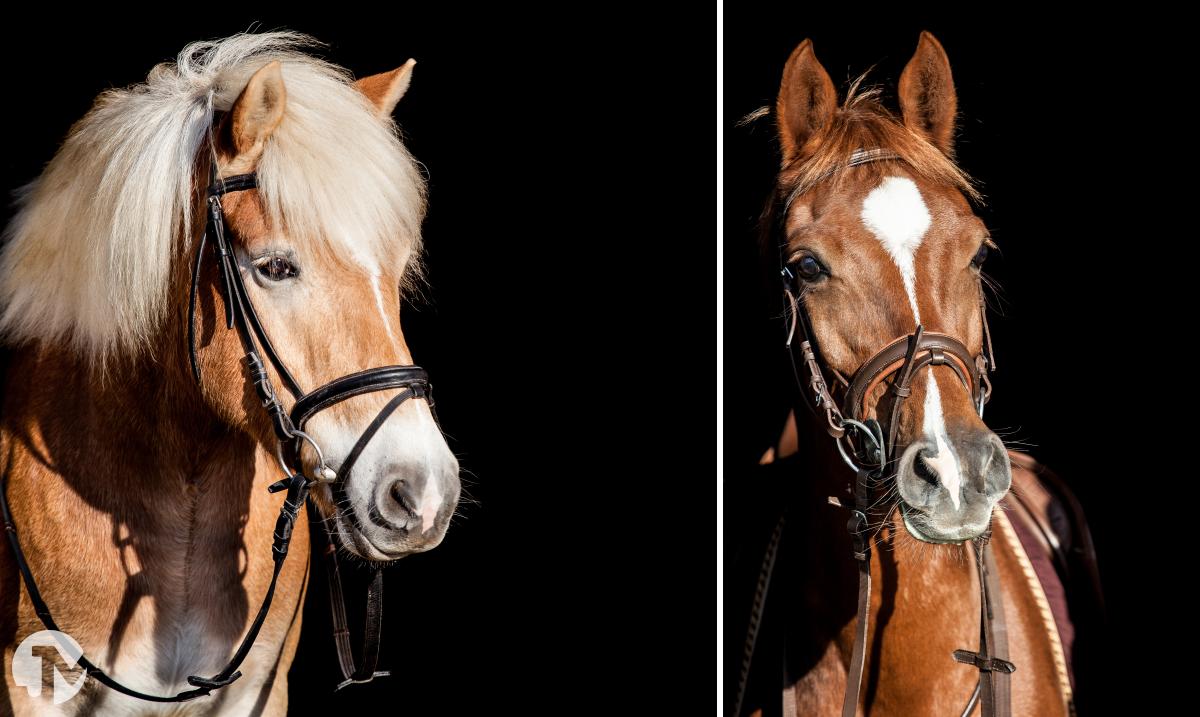 Dieren fotografie in de Loonse en Drunense duinen