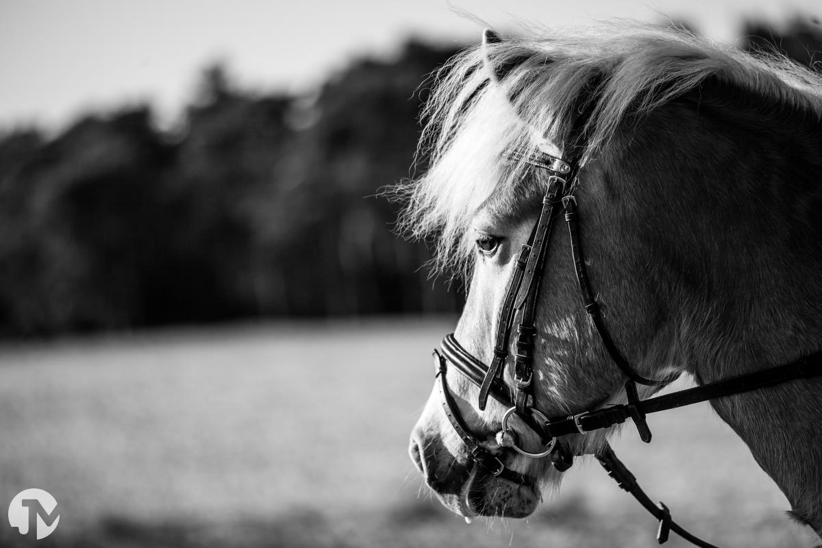 Dieren fotografie in de Loonse en Drunense duinen