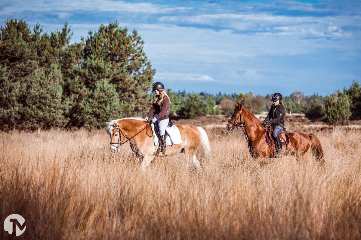 Dieren fotografie in de Loonse en Drunense duinen