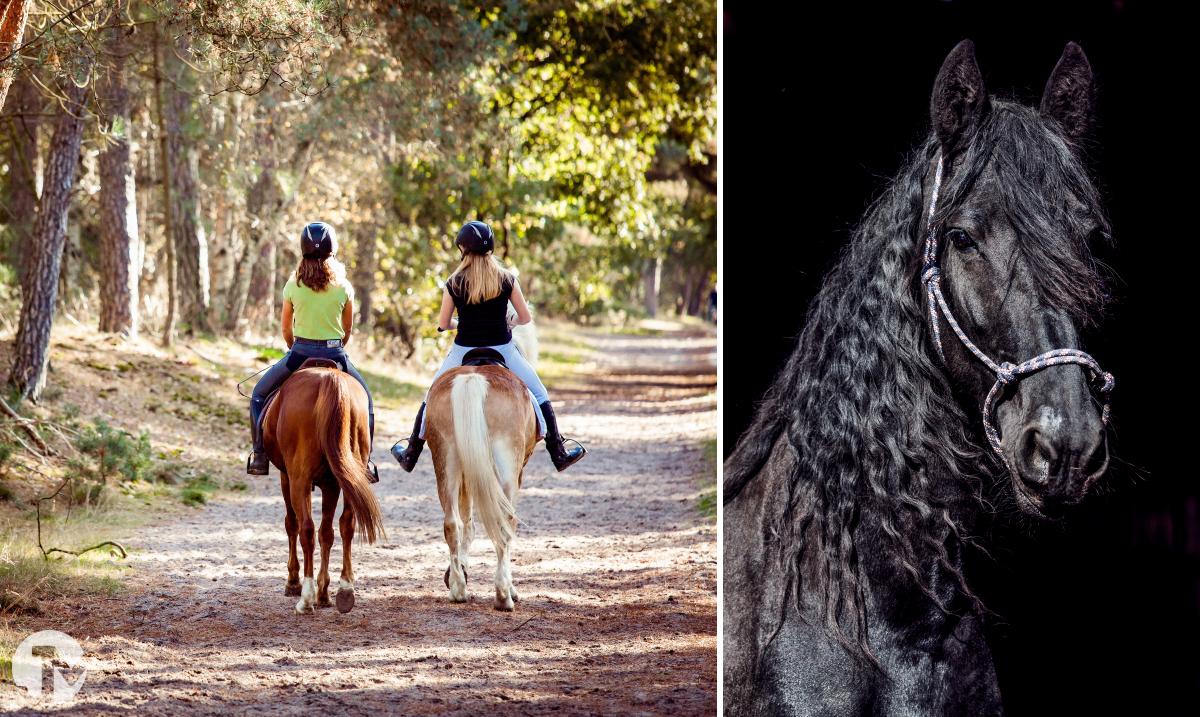 Dieren fotografie in de Loonse en Drunense duinen