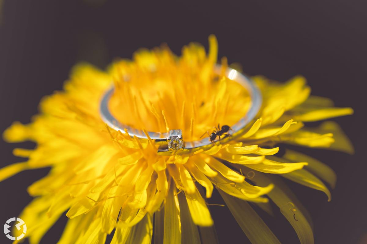 Ring op een paardenbloem met een mier.