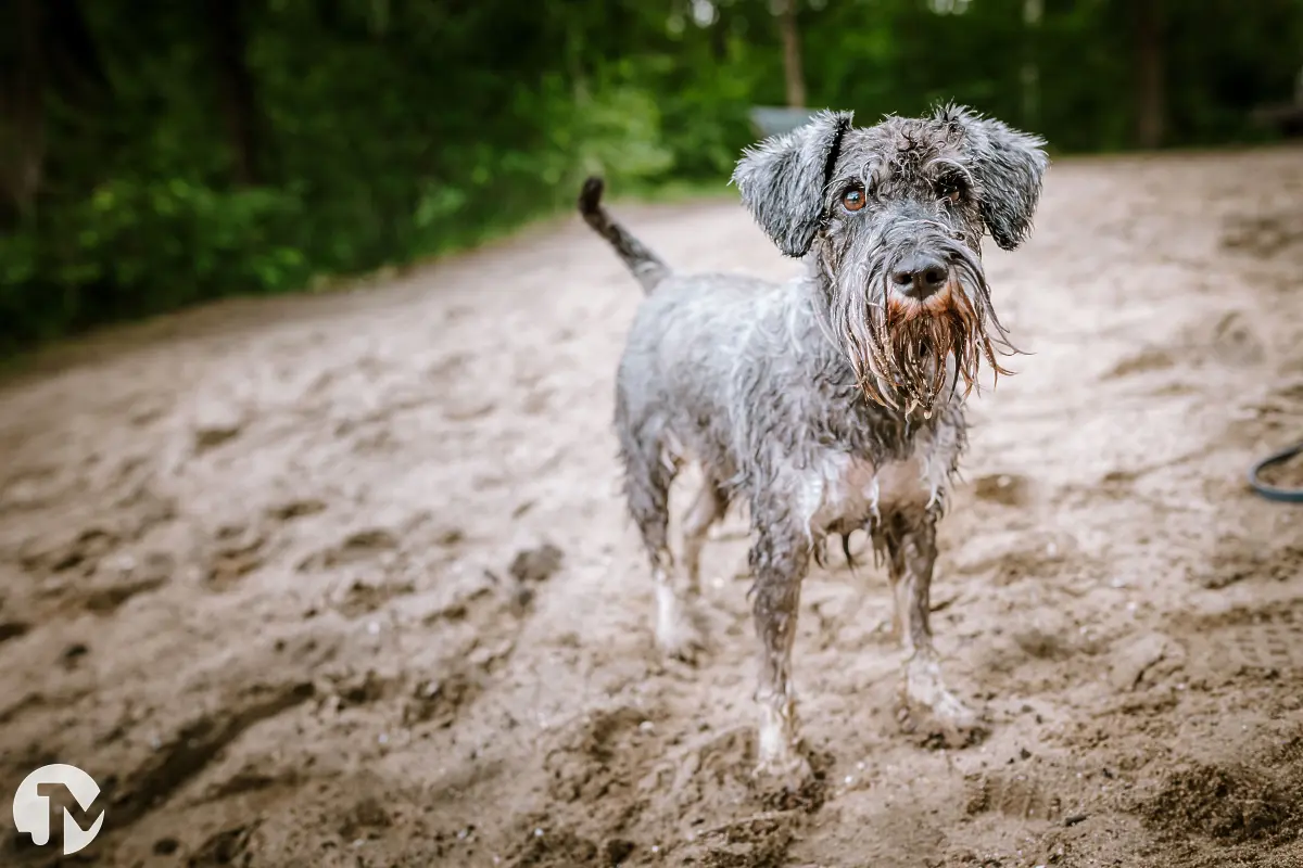 Fotoshoot met huisdier