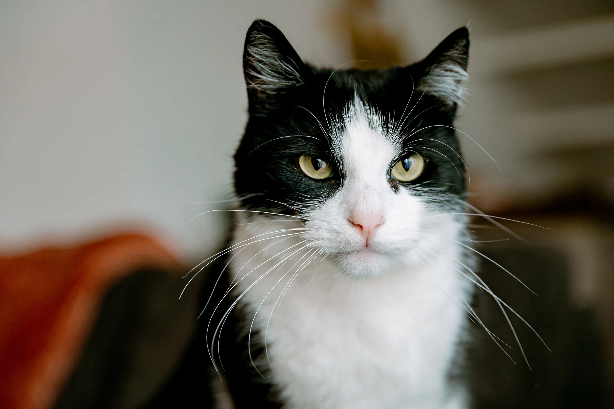 Kopfoto Katten fotografie