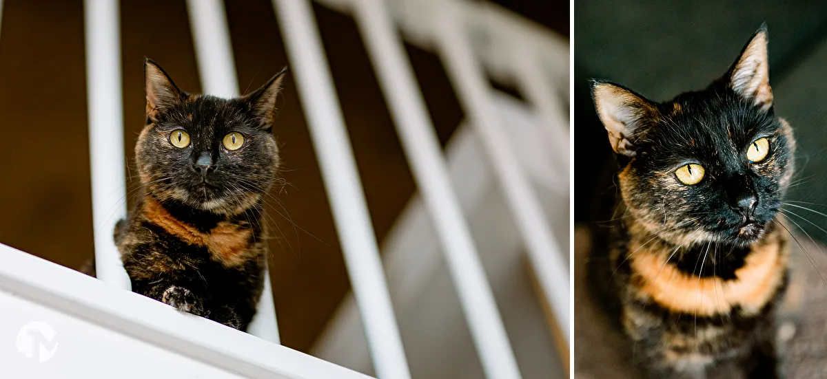 Katten fotografie