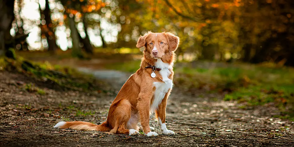 Journalistieke en pure bruidsfotografie, trouwfotograaf Met Licht Geschreven - (Huis)dieren fotoshoot